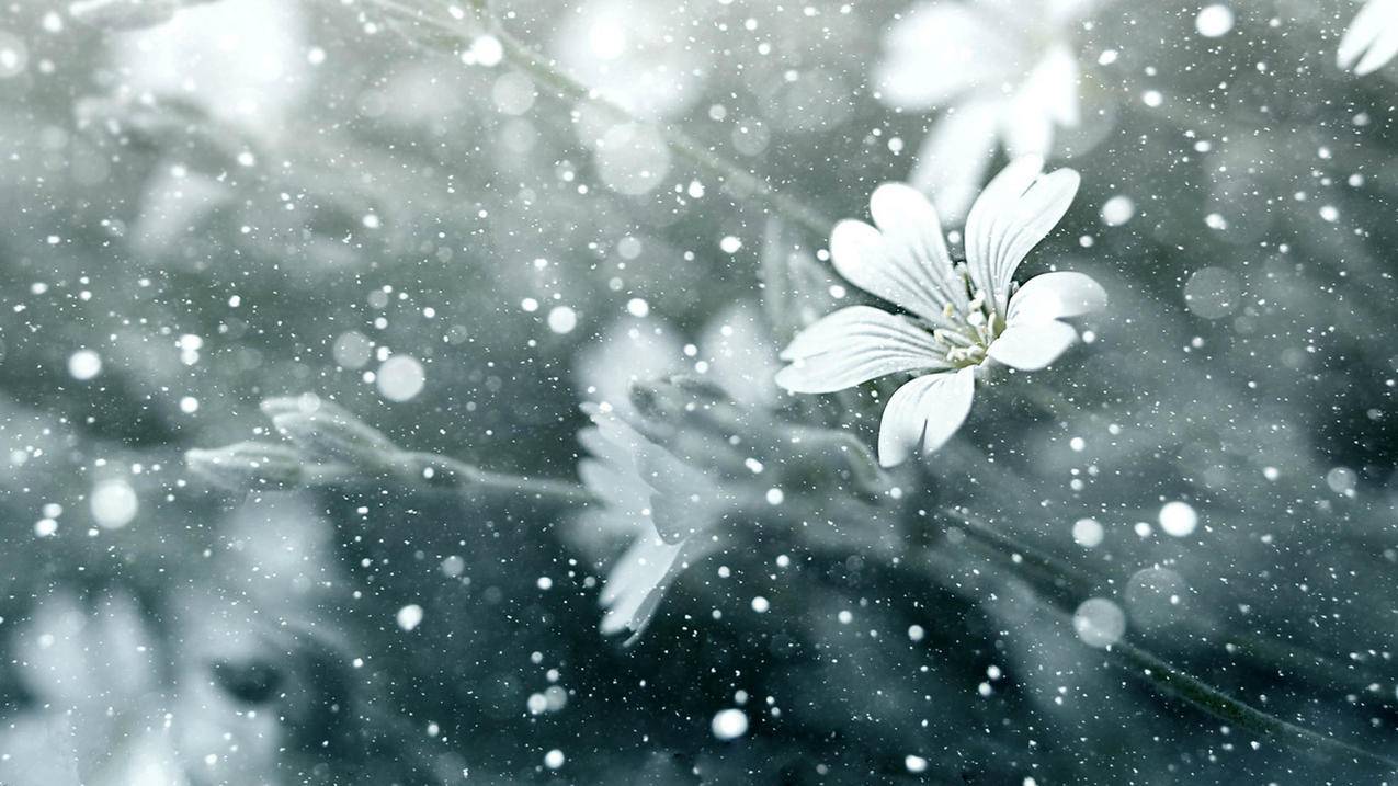 网红商城